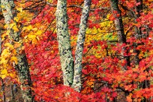 Cumberland Gap, fall foliage, autumn, Kentucky scenic, Pinnacle Overlook